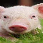 Doenças entéricas em suínos