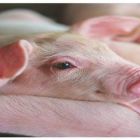 Os desafios enfrentados pelos suínos nas fases de desmame até a creche. 