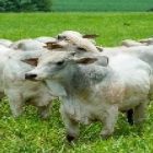 BOI: custos de produção caem na parcial do ano