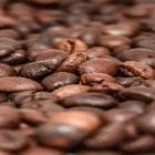 Cafeicultura no Amazonas tem perspectivas promissoras e novos desafios