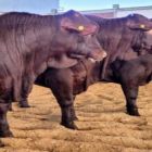 Genética para conformação frigorífica é realidade na raça Santa Gertrudis