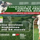 Vacinação Febre Aftosa