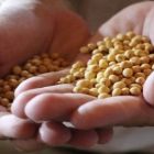 Cadeia produtiva da soja e do biodiesel