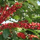 Café/Cepea: Arábica