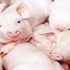 Contaminação por micotoxinas em suínos, quais os danos elas podem causar e como evitar que isso ocorra.