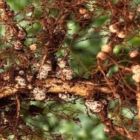 Uso de moléculas biofertilizantes LCO na fixação biológica de nitrogênio em soja