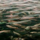 Fider Pescados no SIAVS 2024.