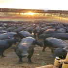 Novilho Precoce MS registra crescimento de 55% nos abates em 2024