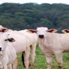 A rastreabilidade nos bouvinos 