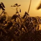 Farelo e óleo de soja registram alta no mercado global