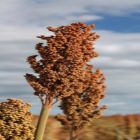 Sorgo Granífero Híbrido BRS 3002