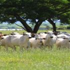 Desempenho reprodutivo de primíparas 