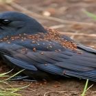 Quando o corvo sente que está adoentado