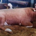 Comissão aprova limite de altura para veículo de transporte de animais vivos