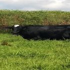 BOI: Escalas curtas mantêm demanda firme e preços em alta