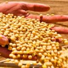 Soja volta a recuar em Chicago nesta 4ª feira