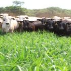 Primeira cooperativa de pecuária de MS projeta economia